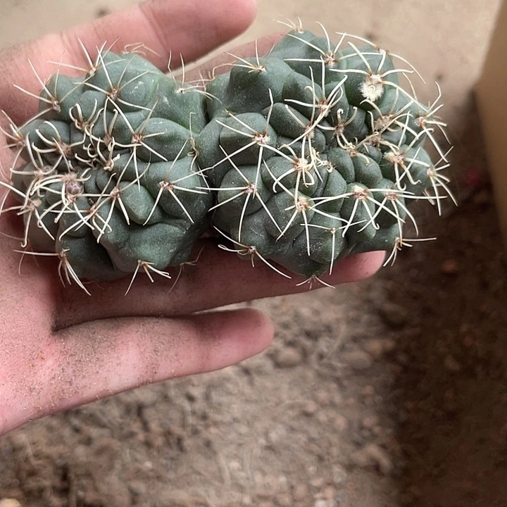 当前无花栽培后可以开花030仙人球开花植物