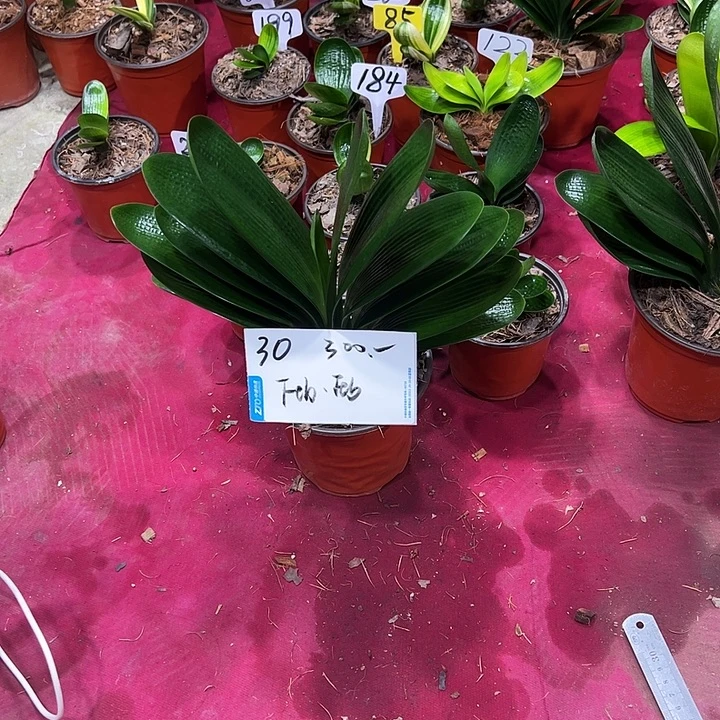 F***y当前无花栽培后可以开花