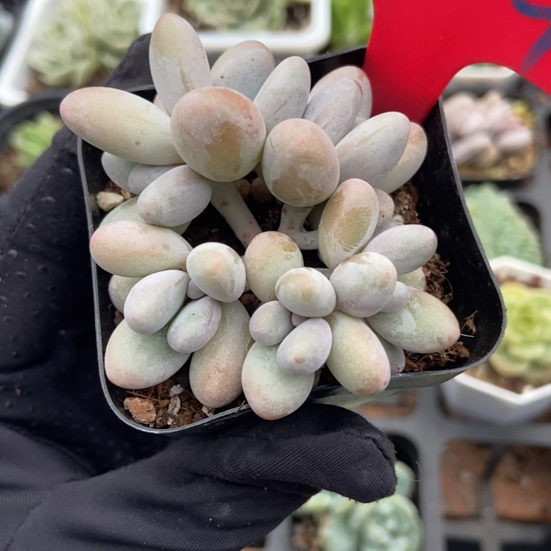 644企鹅杂多肉植物保护