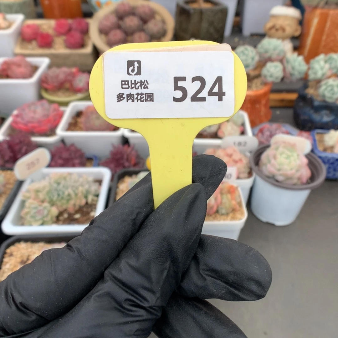 白*琛524 新春第一位寄养宝