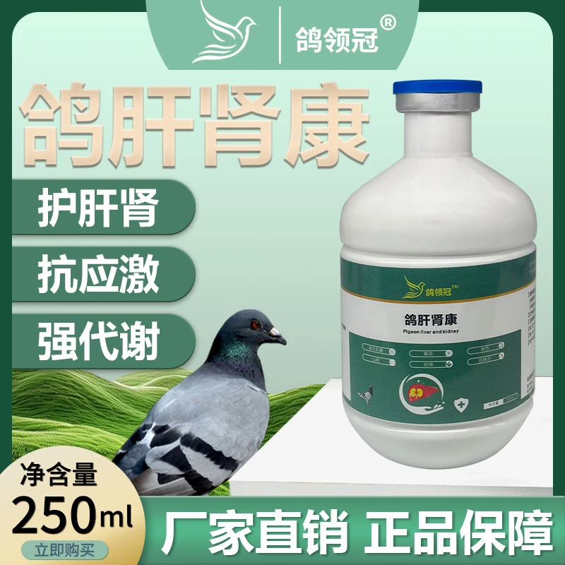 鸽领冠鸽肝肾康赛鸽信鸽种鸽幼鸽保护肝肾