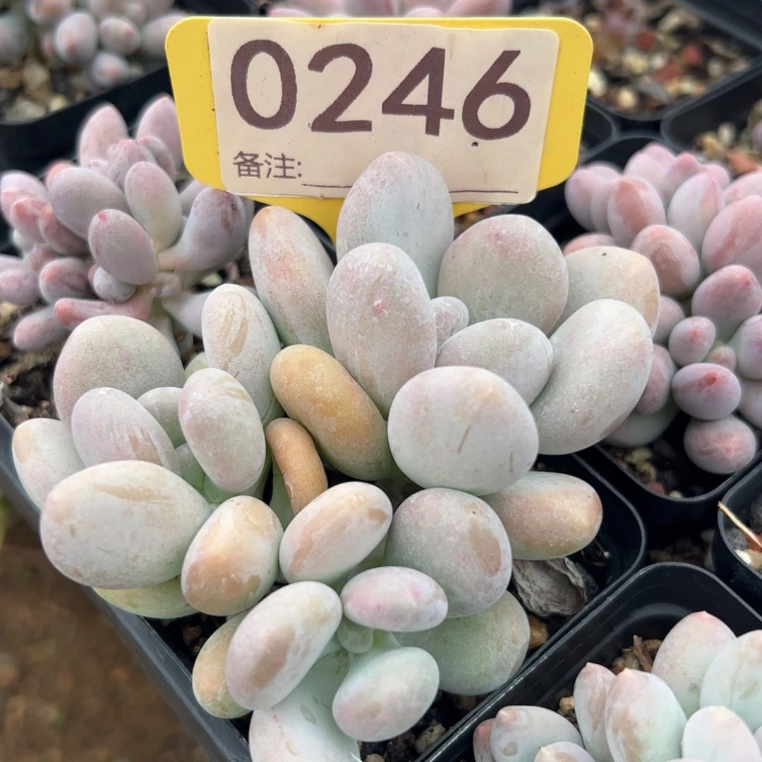 程雪球群多肉植物