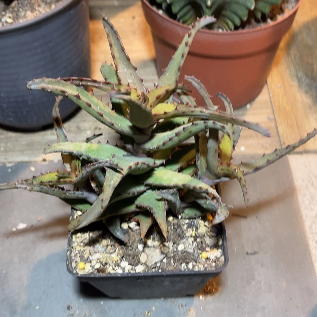 卡萨帝芦荟一物一拍