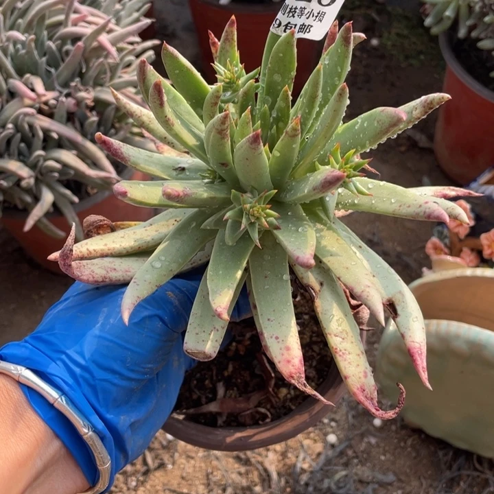 228号伊静思多肉