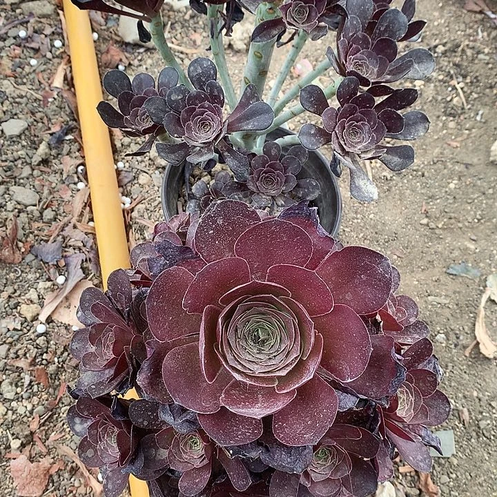 ?***?316法师2棵多肉植物