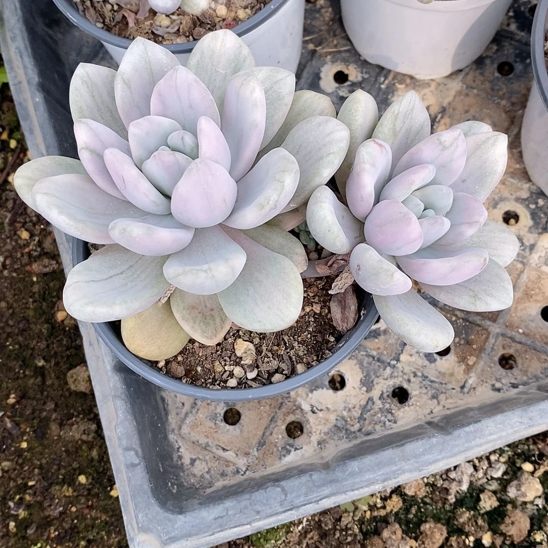 奥普琳娜锦多肉植物老桩