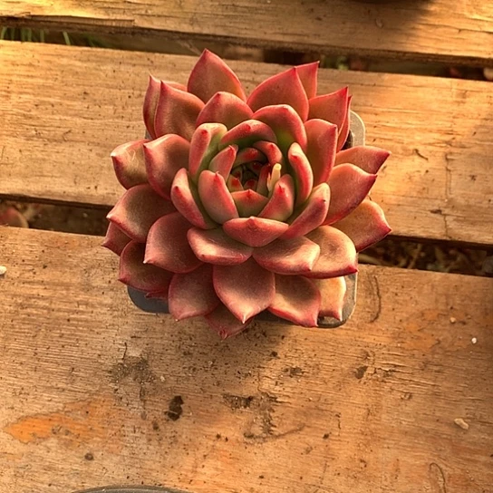 美肉特价活动开始啦