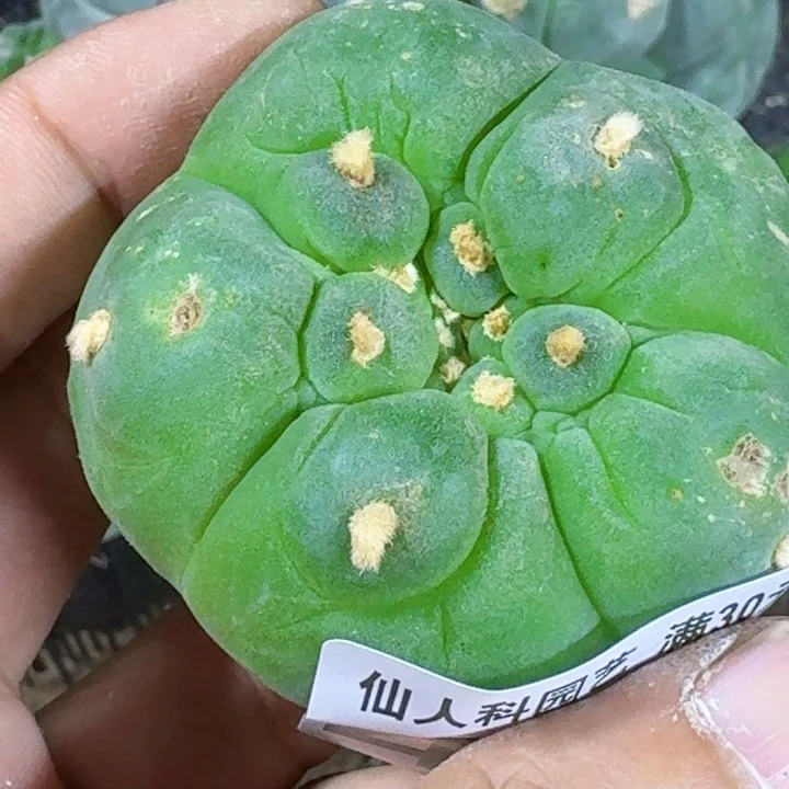 迪***9无花朵福利落地大尤侧494