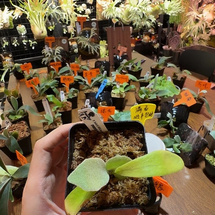 无花朵鹿野直播间竞拍野银