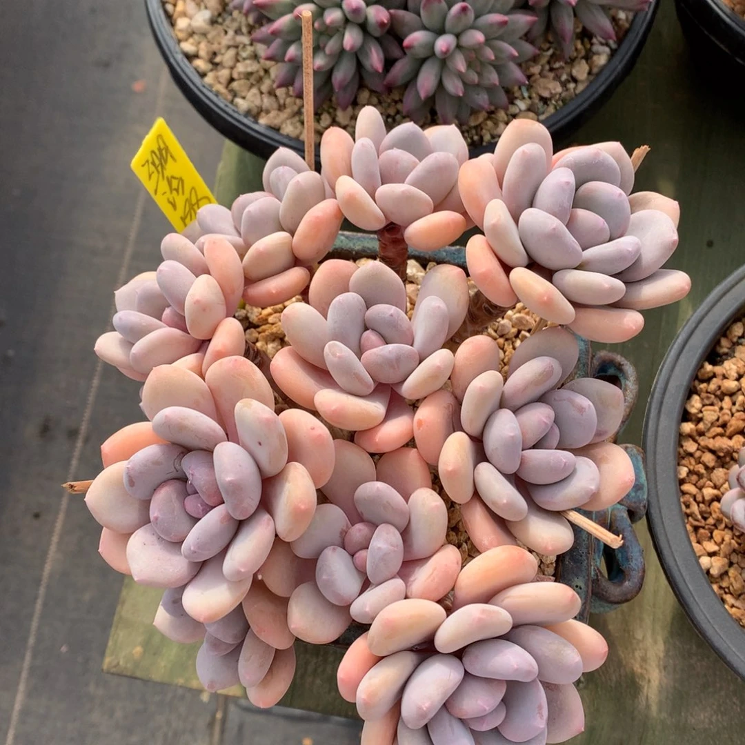 三明治 多头 一颗