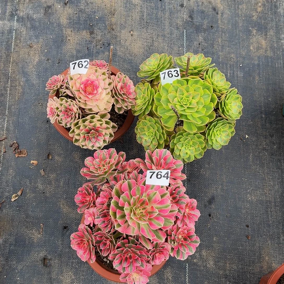 762倾城764粉女巫763雨河三颗