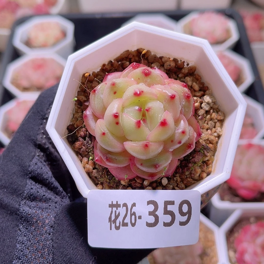 花利美26- 359精选糖心