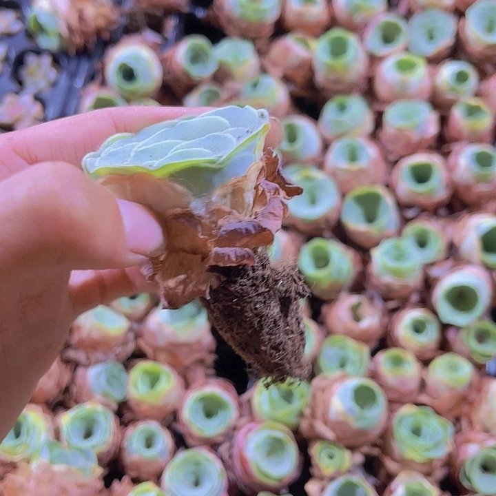 精品酒杯玫瑰多肉植物