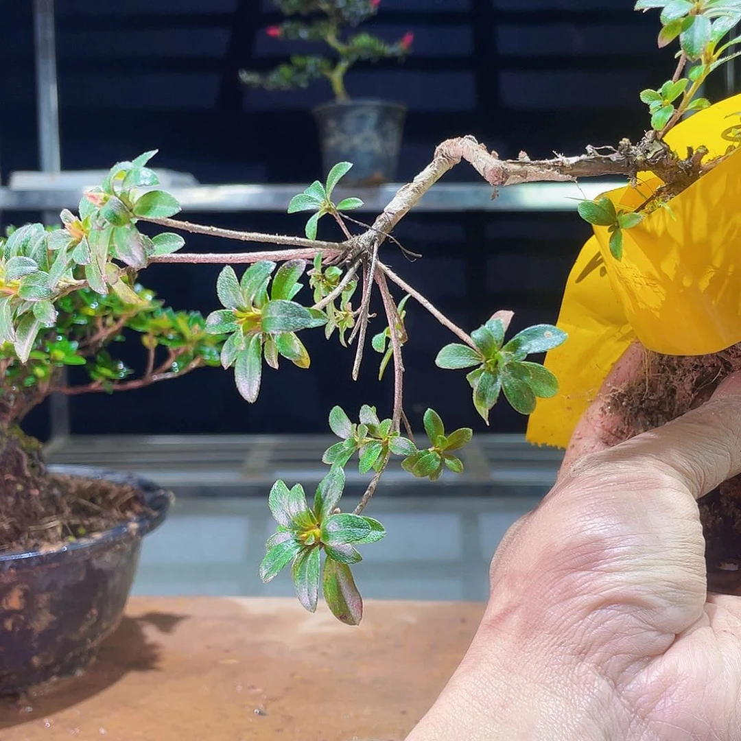 吉*善你是不是要把自己的