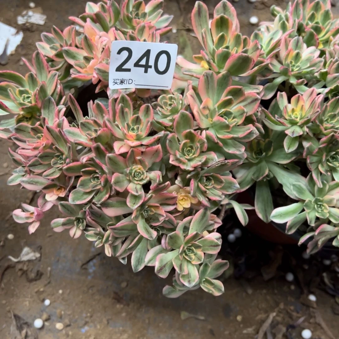240多肉植物甜茶