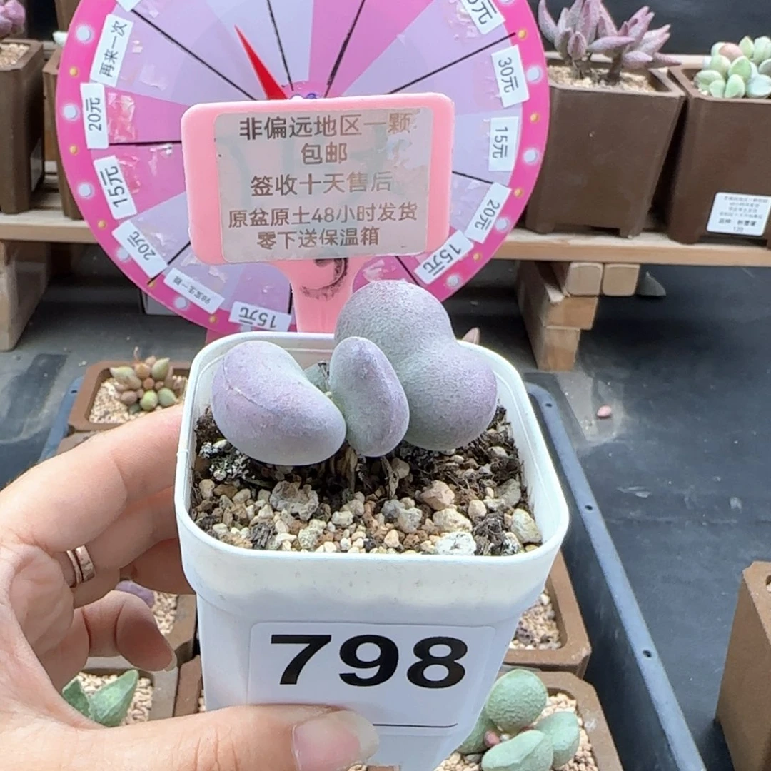 798球球紫蛋多肉植物