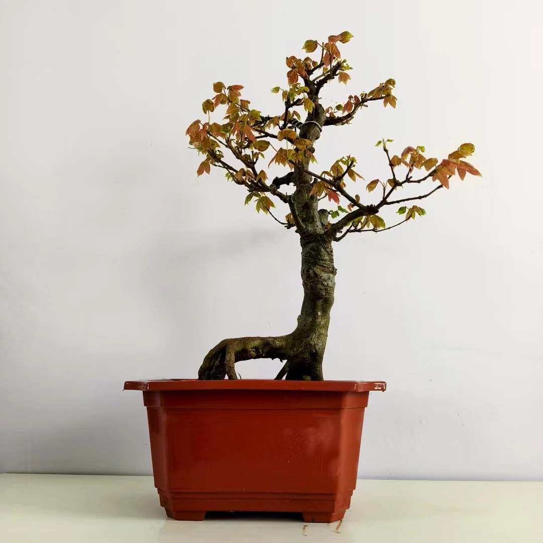 小叶红芽三角枫(直播链接拍了不发)