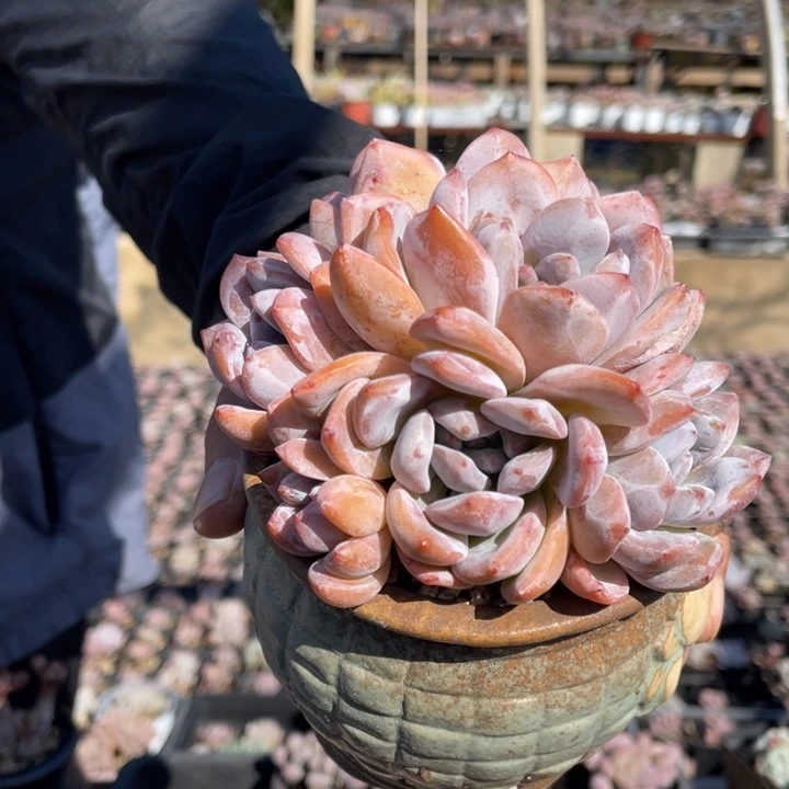 橙梦露多肉植物啊