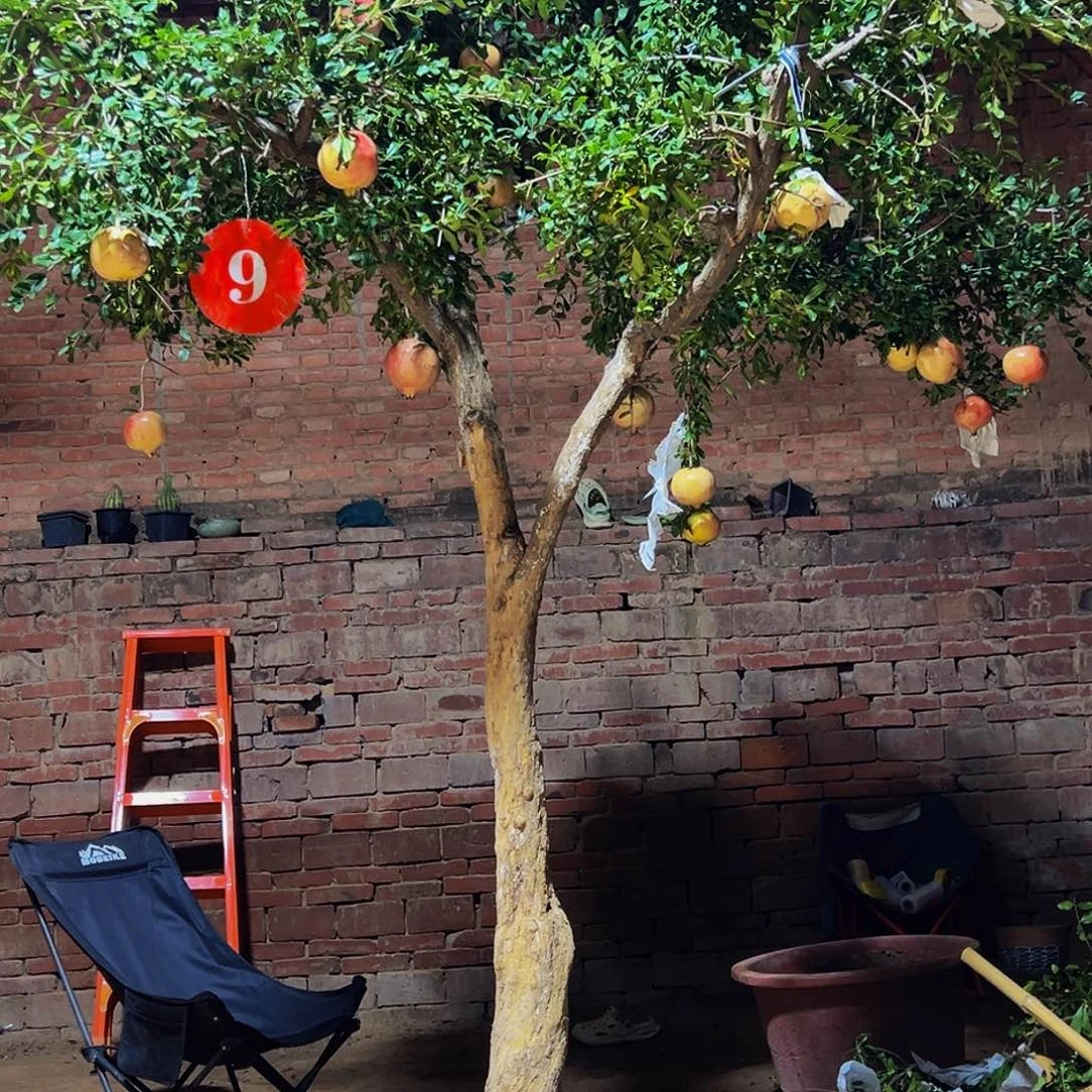 无花朵突尼斯杆高110粗14总高2.5宽2.3