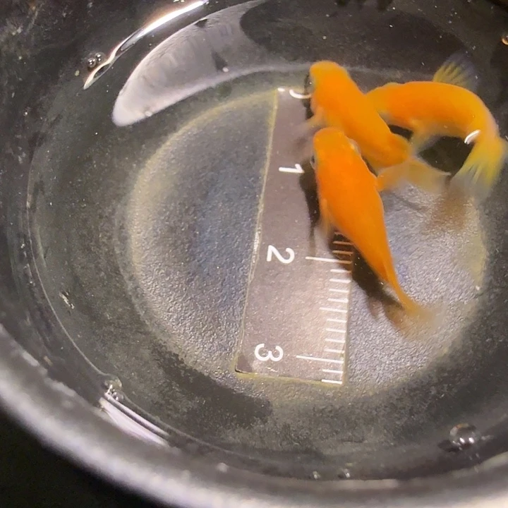 青鳉鱼一物一拍804