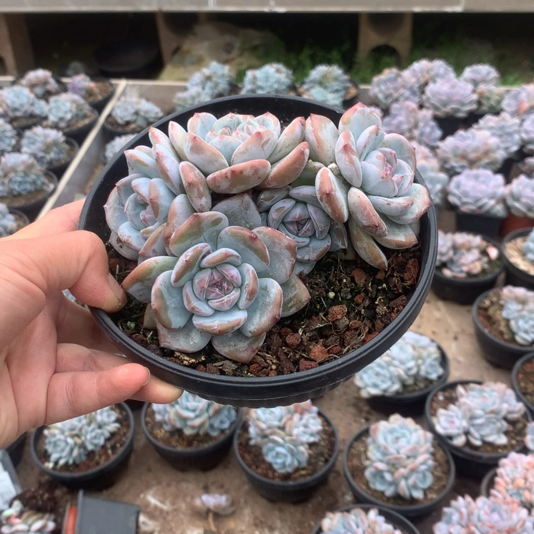 无花朵无砍哈哈哈哈哈哈哈哈哈6