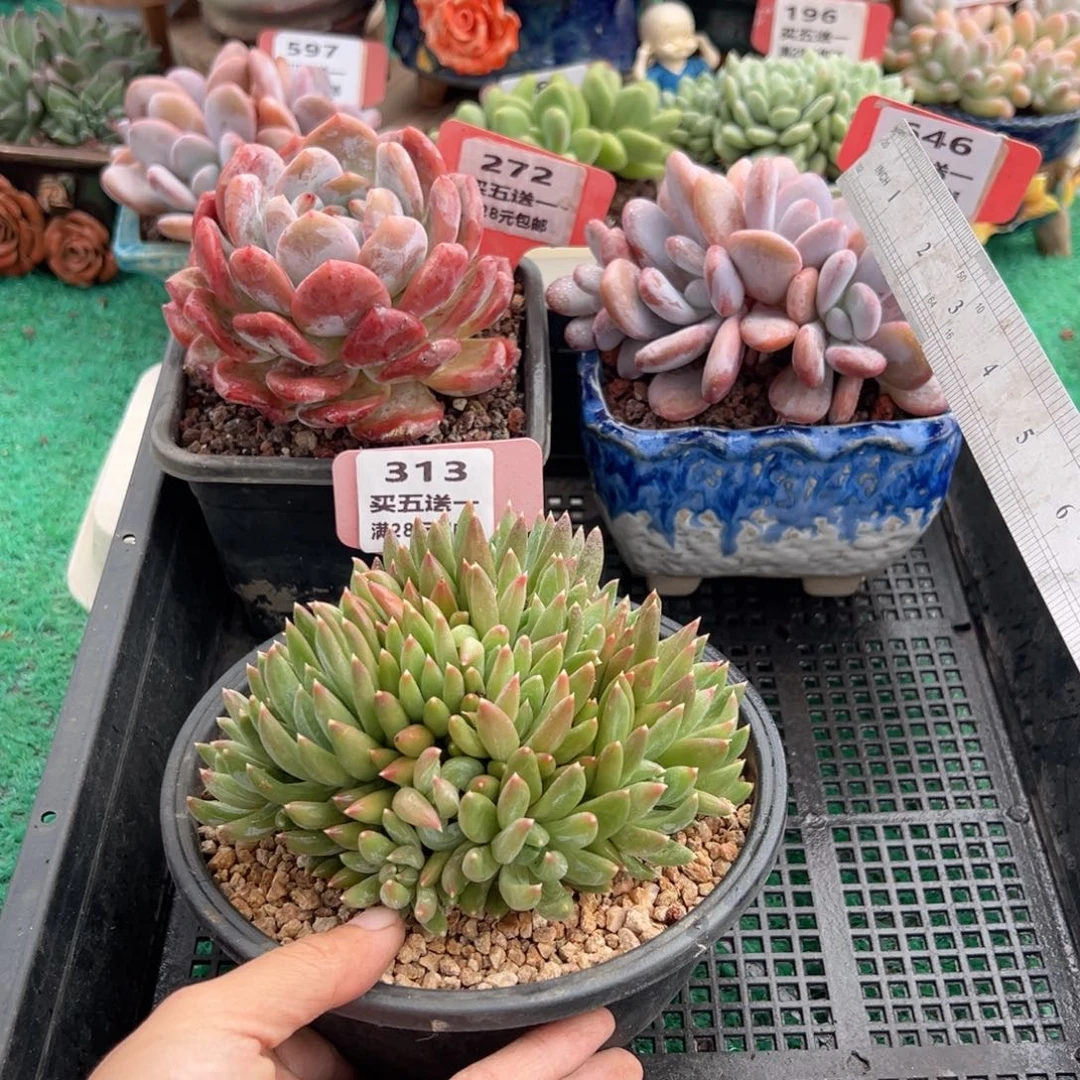 表妹精品多肉植物313.