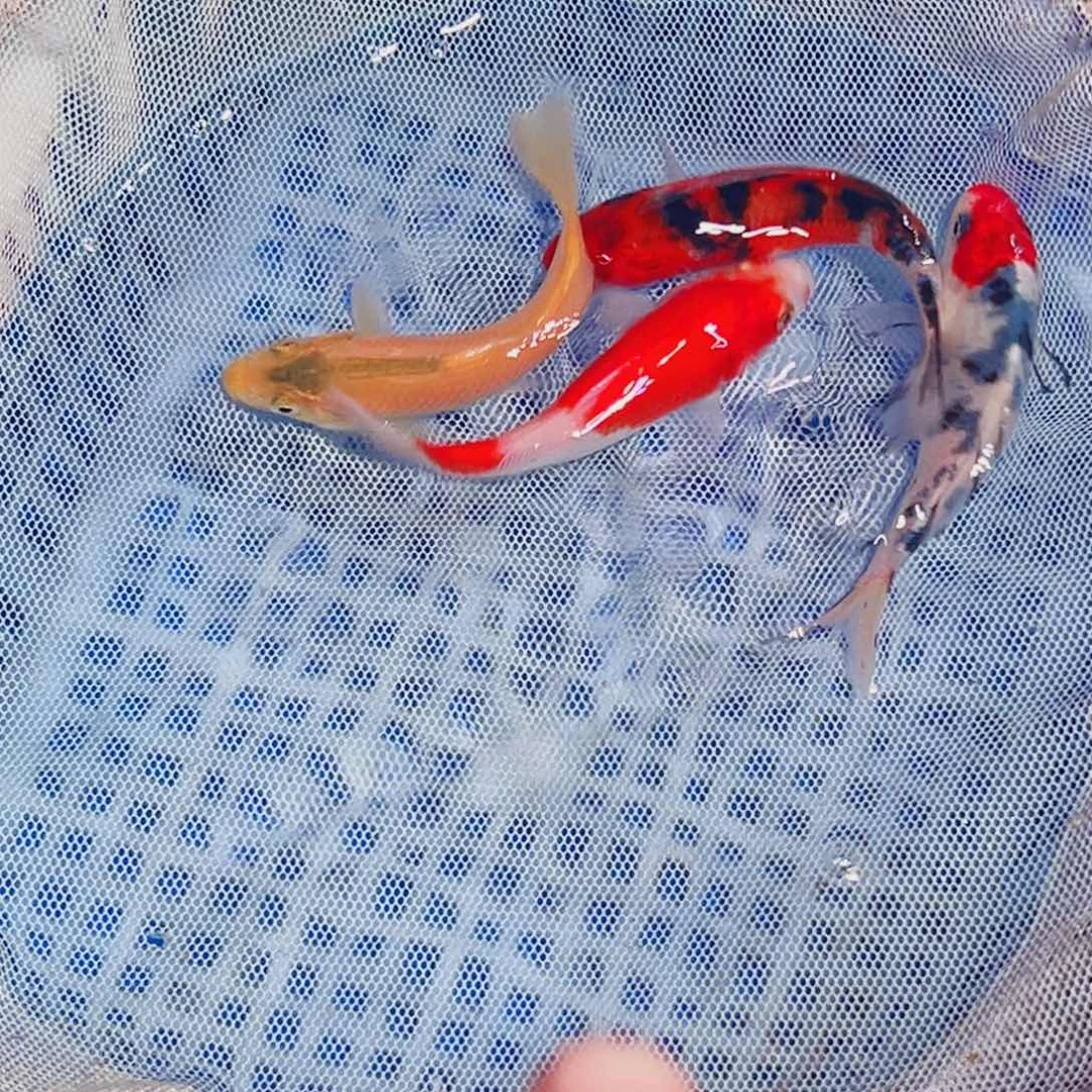 锦鲤锦鲤观赏鱼1111