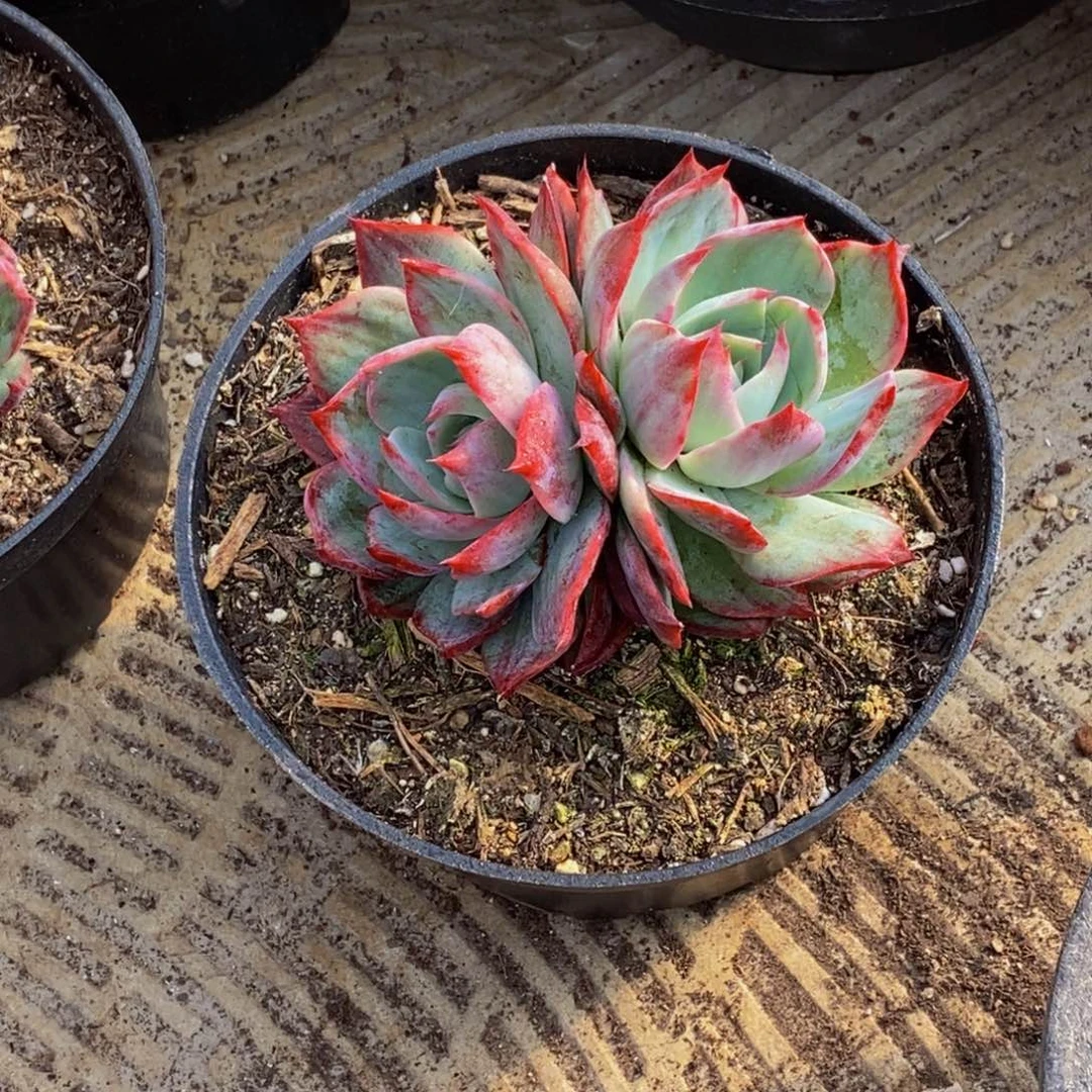 ?*幽48包邮一物一拍多肉植物