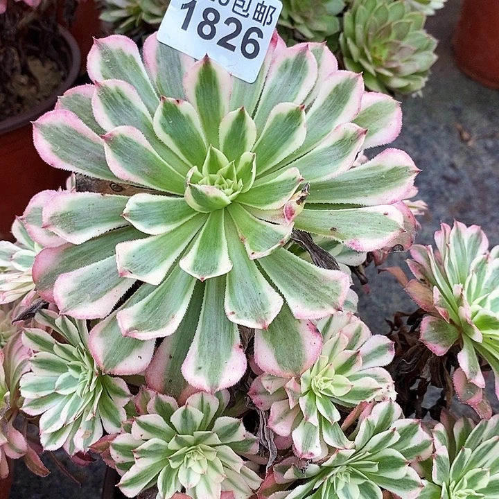 1826 一颗法师多肉