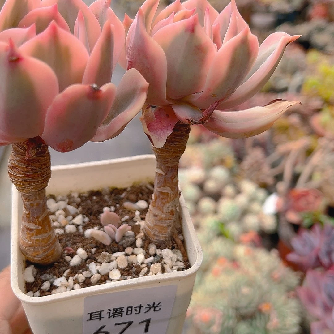 671，锦，脱土发货