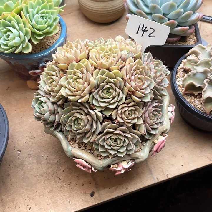 多肉植物，笨吧蒂斯142号