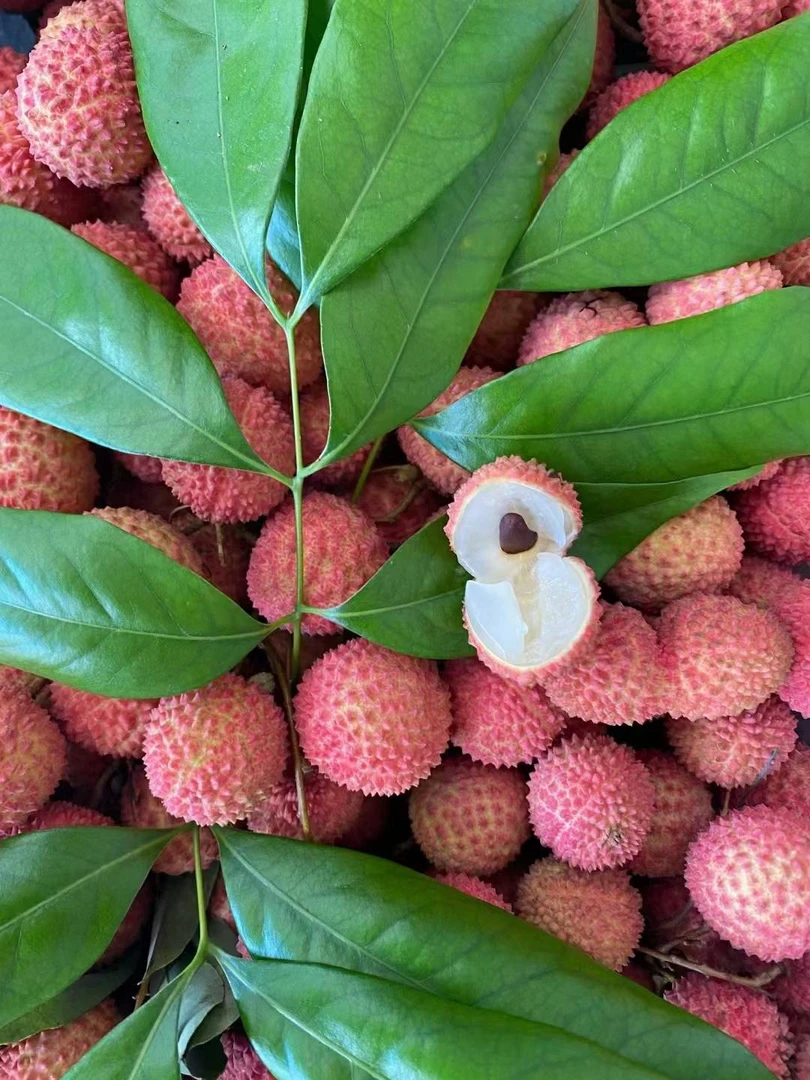 （顺丰冷链）茂名高州桂味荔枝现摘现发新鲜水果