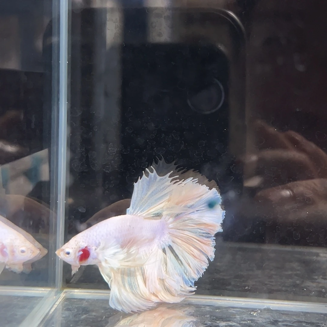 斗鱼1号：绝美的鱼上新