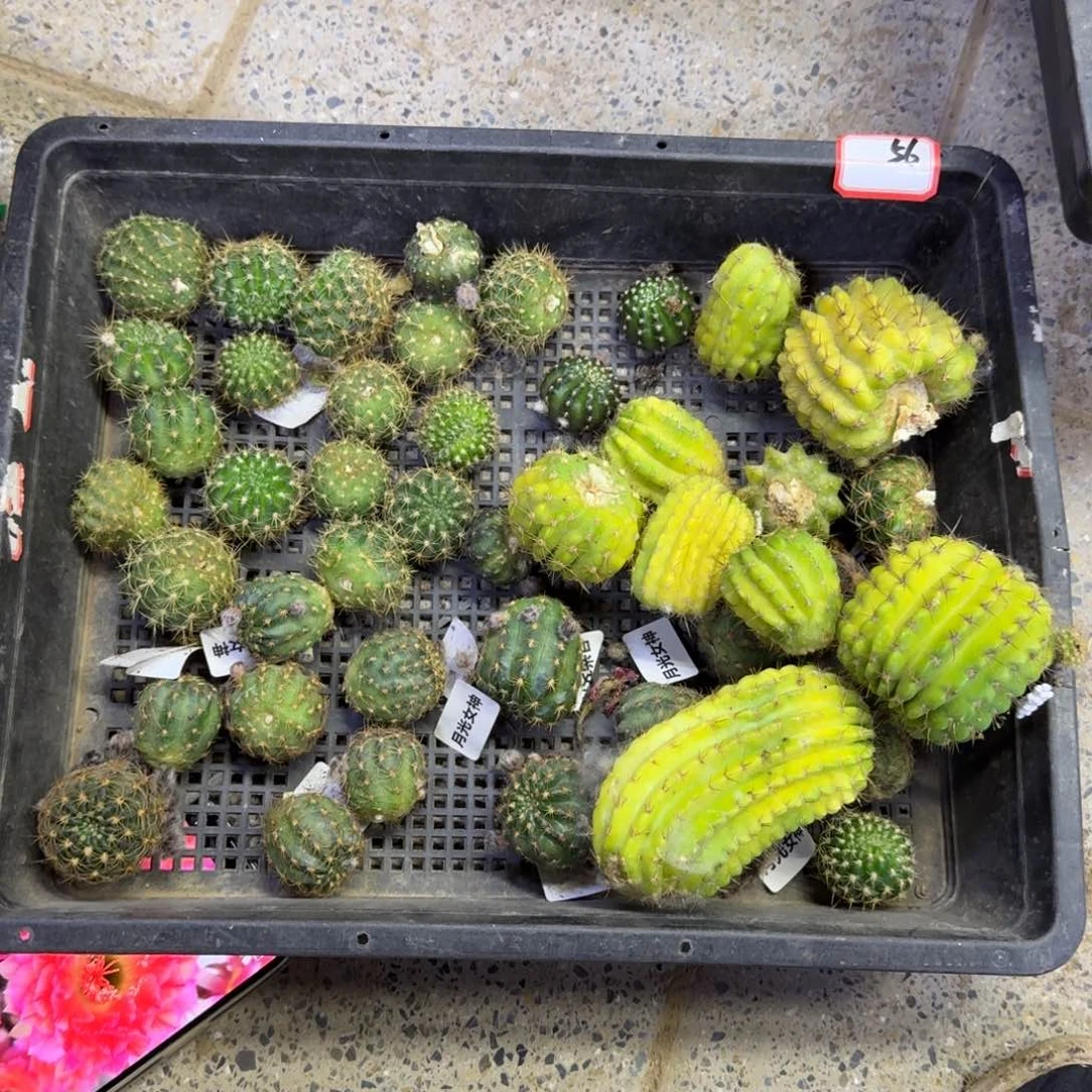 390丽花2个品种歪无根侧牙3公分左右，20包邮