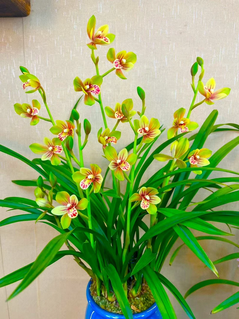 兰花-云南蕙兰铭品【香水香兰带多花苞】带黄段泥紫砂花盆 室内浓香