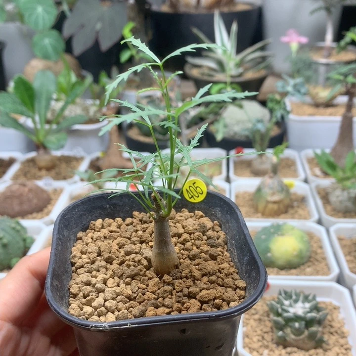 飞羽橄榄实生带盆