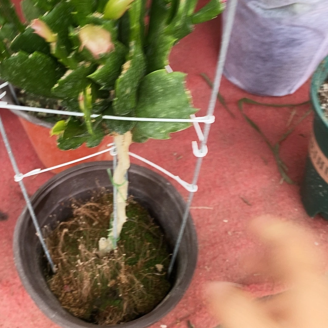 白***离无花朵福利款双色