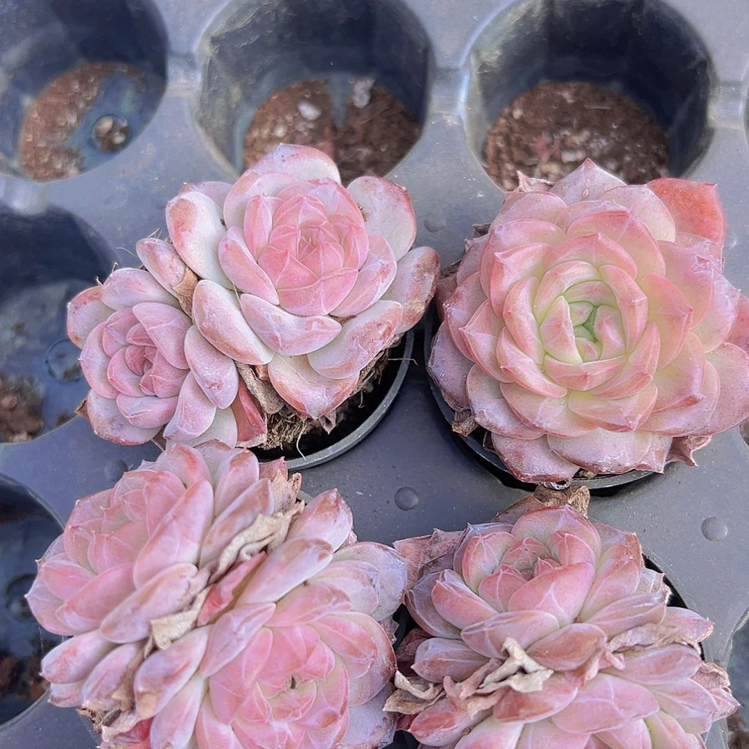 琉璃琥珀2盆19包邮混发