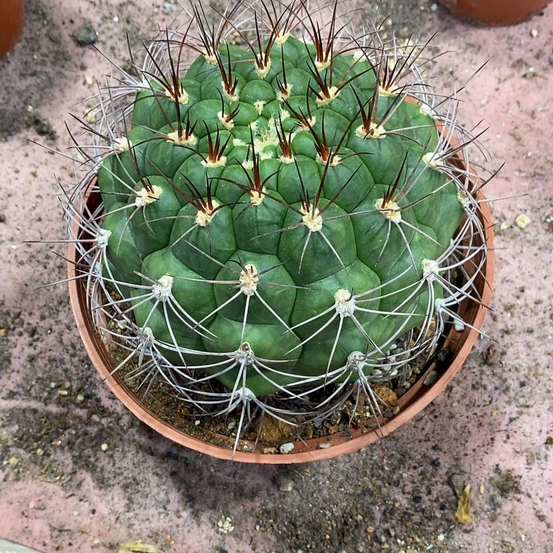 黑***狼无花朵新天地仙人球仙人掌实生