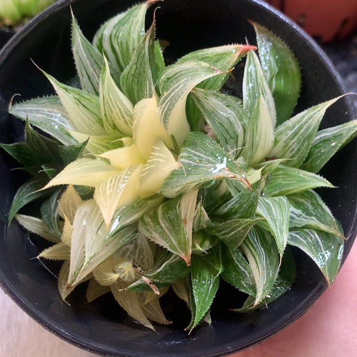 芭提雅寿锦极上斑一物一拍