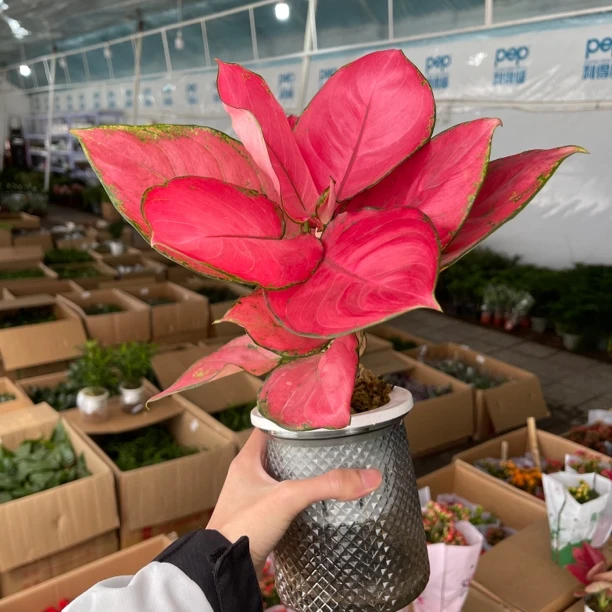 水培吉利红原盆一盆