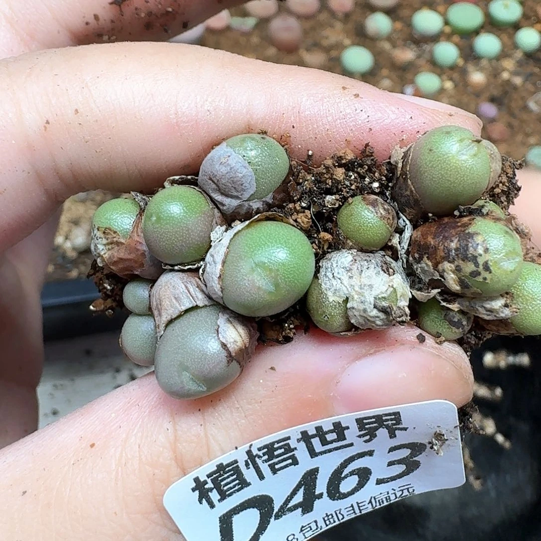 多肉植物的润泽发