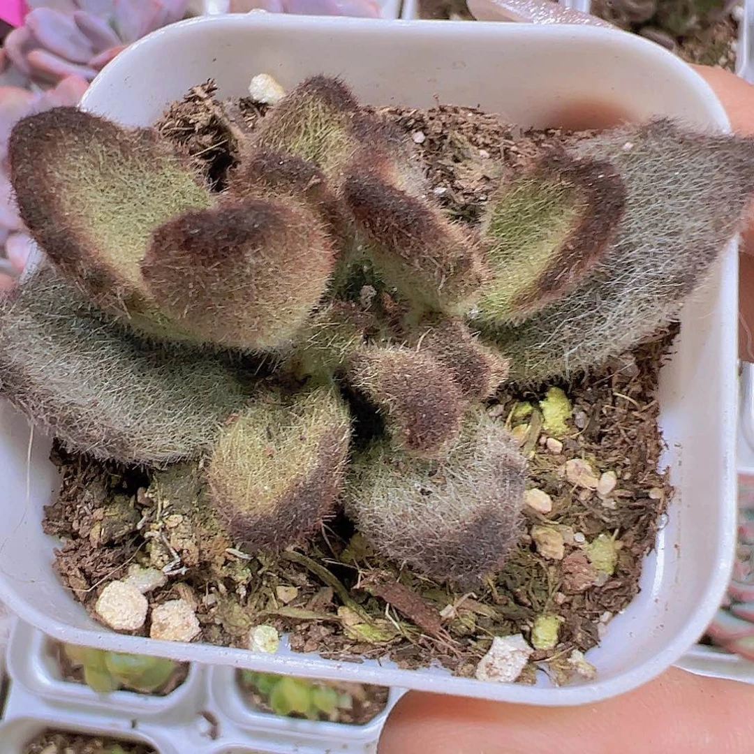 泰迪熊19包邮多肉植物