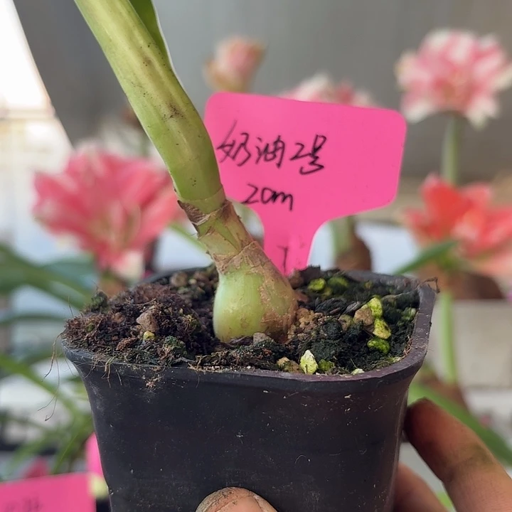 无花朵奶油2侧球朱顶红直径2cm