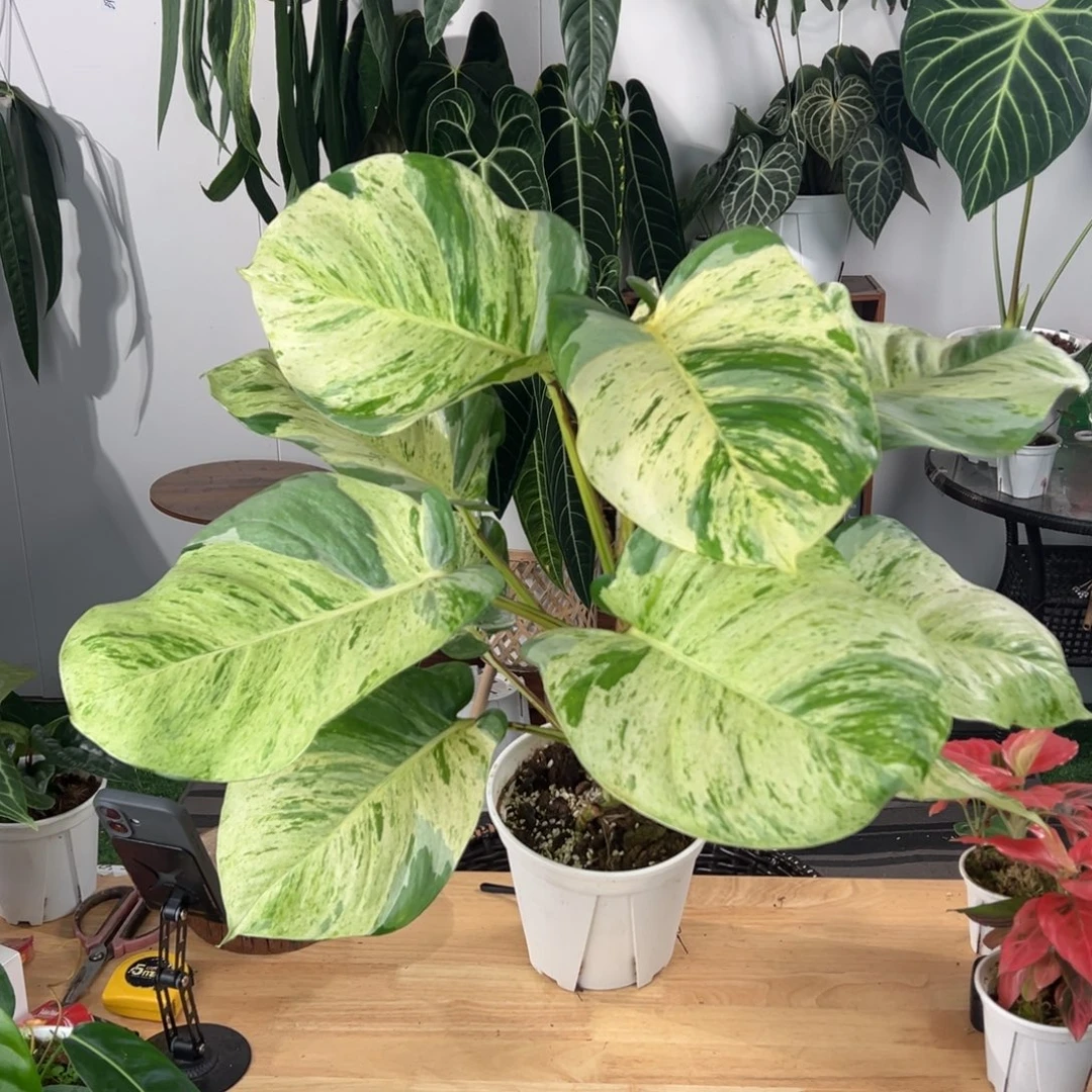 完全开放快乐叶子