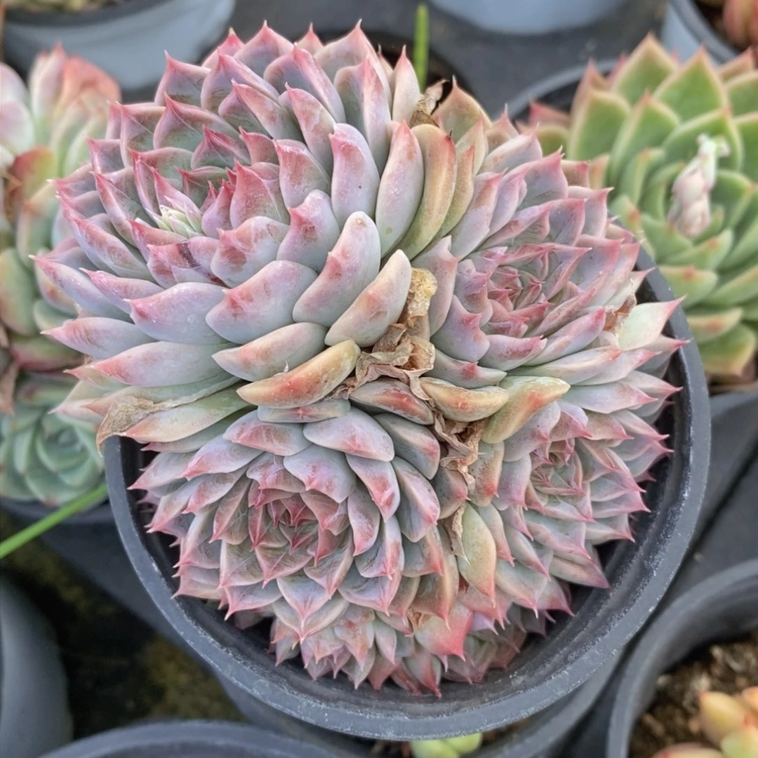 可问主播品种，下滑链接更多品种选择多肉