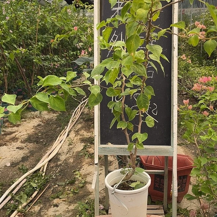 无花朵三角梅三角梅24