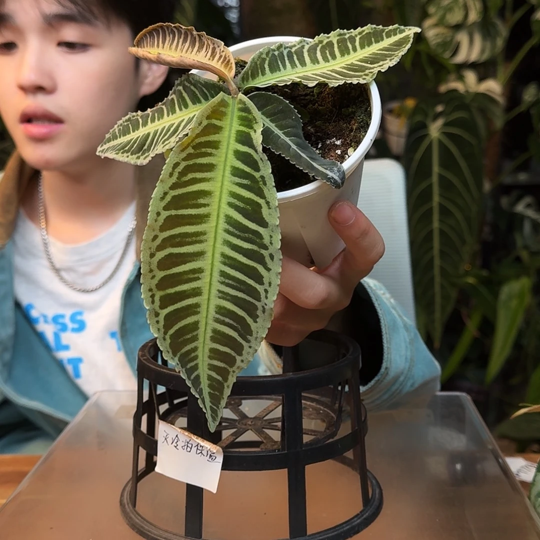 完全开放I138气泡紫金牛