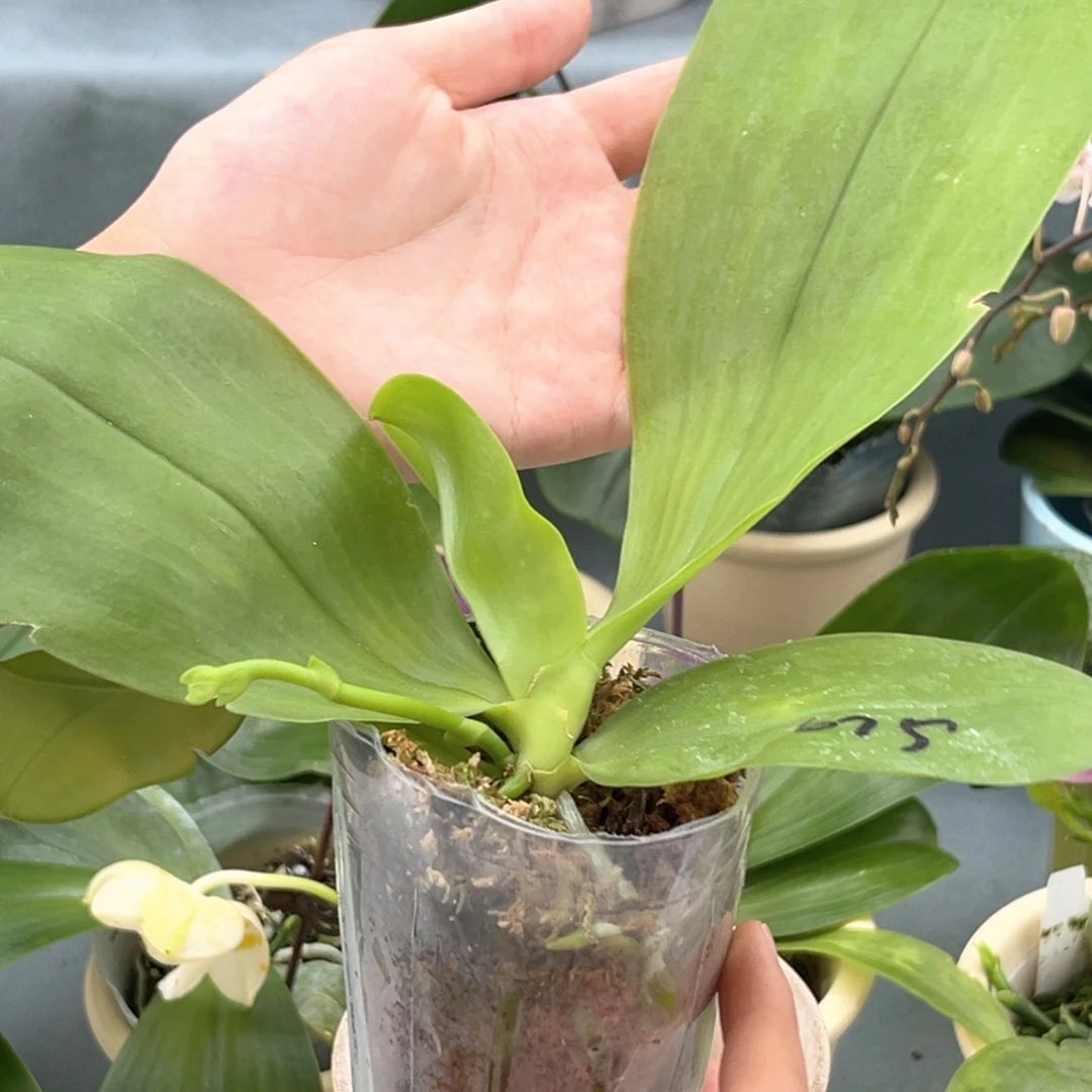 无花朵2.5寸弥陀蓝环抽梗苗