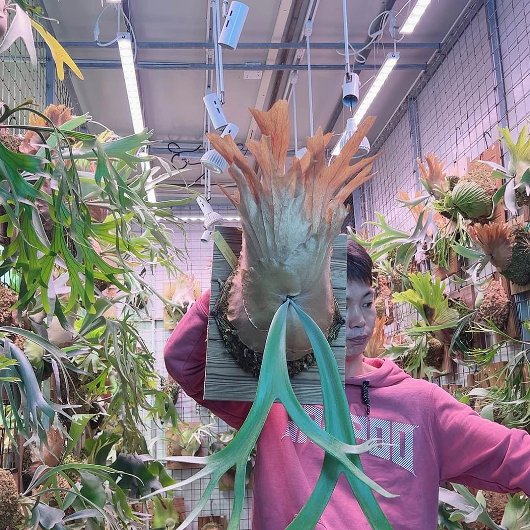 无花朵云1。  a62